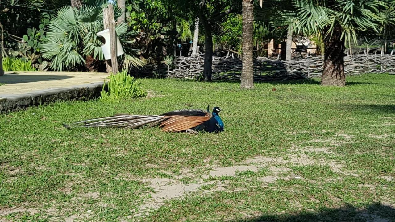 Rancho Do Buna Barreirinhas Eksteriør bilde